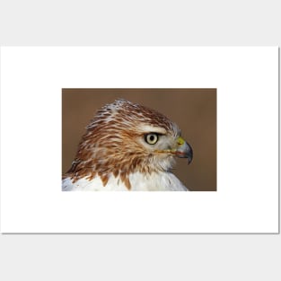 Red-tailed Hawk Portrait Posters and Art